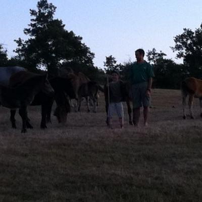 Caballos Con Pastores