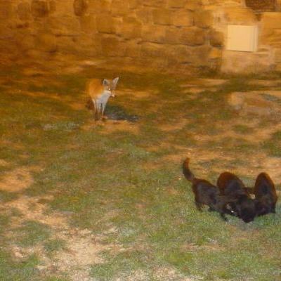 Zorro En Calles Navamuel